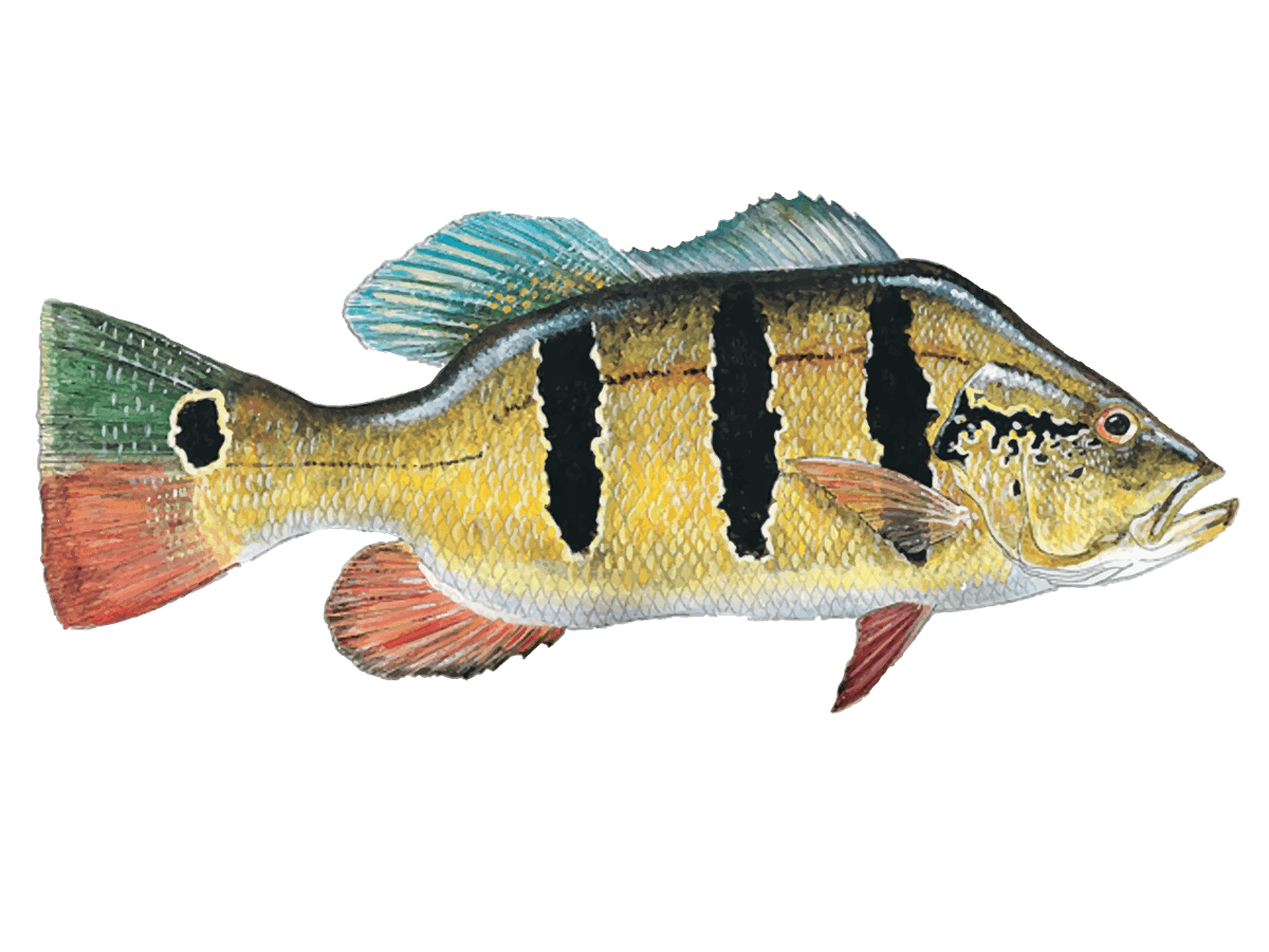 Peacock Bass